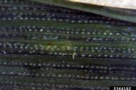 5364182
