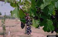 5365642