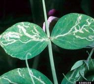 5368109