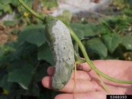 5368393