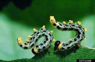5371098