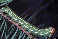5371135