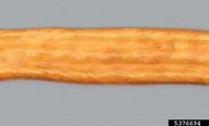 5376694