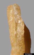 5376813