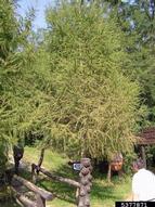 5377871
