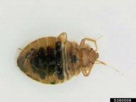 5380008