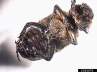 5383676