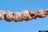 5385247