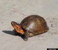5387785