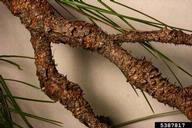 5387817