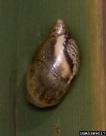 5389017