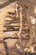 5389022