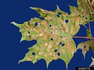 5389772