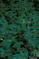 5392104