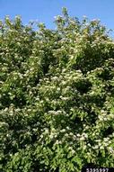 5395997