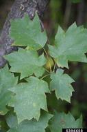 5396658