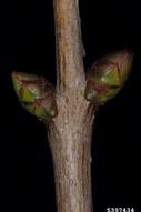 5397434