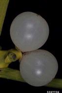 5397736