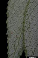 5398675