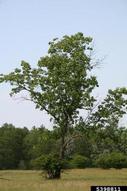 5398811