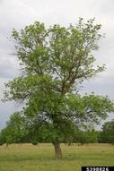 5398826