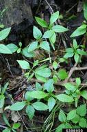 5398950