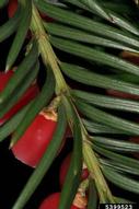 5399523