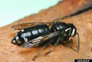 5403259