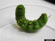 5403634