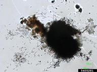 5405281
