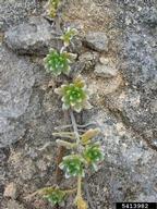 5413982