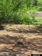 5414729