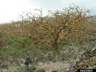 5415483