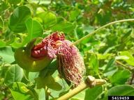 5419459