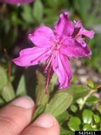 5425411