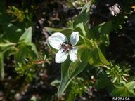 5425496