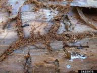 5425975
