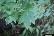 5427466