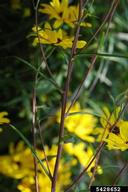 5428652