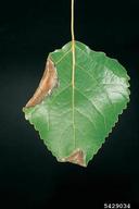 5429034