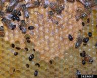 5429647