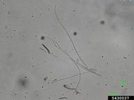 5430037