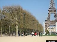 5431636