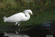 5435454