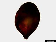 5436045