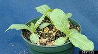 5437012