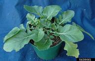 5438661