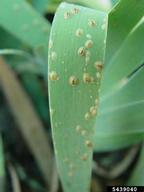 5439040