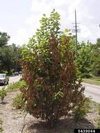 5439064