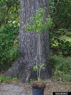 5439083